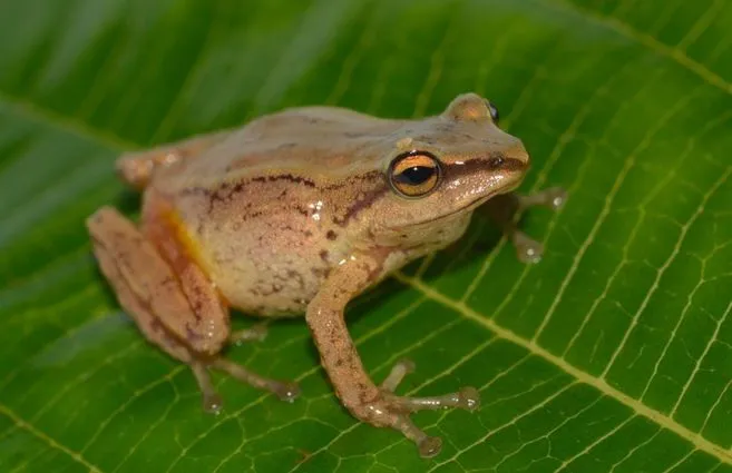 rana-pristimantis.