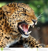 Leopardo1