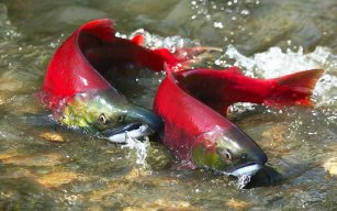 Salmon Rojo